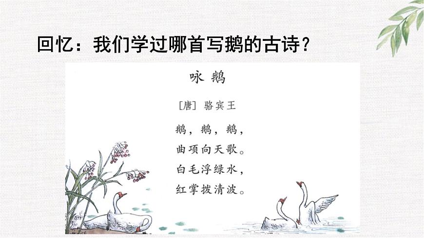 统编版（2024）四年级语文下册15白鹅第1课时课件第2页