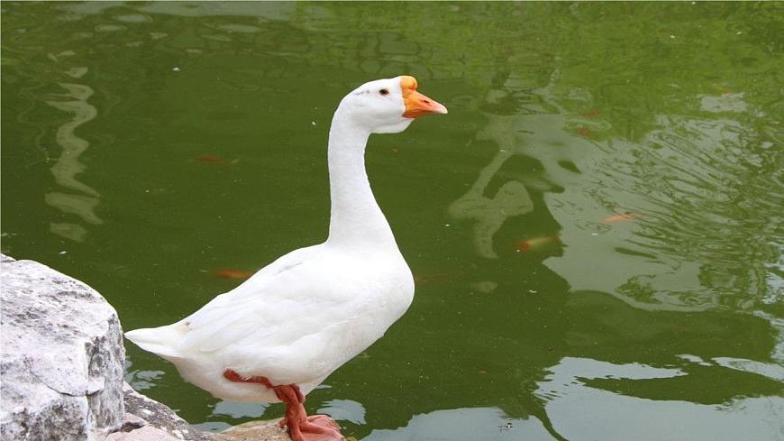 统编版（2024）四年级语文下册15白鹅第1课时课件第3页