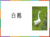 统编版（2024）四年级语文下册15白鹅课件