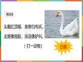 统编版（2024）四年级语文下册15白鹅课件