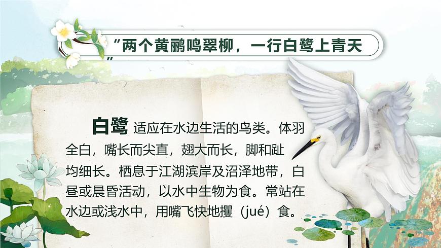 部编版2025五年级上册语文1 白鹭 课件第4页