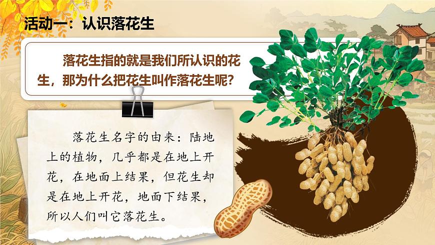部编版2025五年级上册语文2 落花生 课件第5页