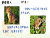 统编版四年级语文下册教学课件《母鸡》