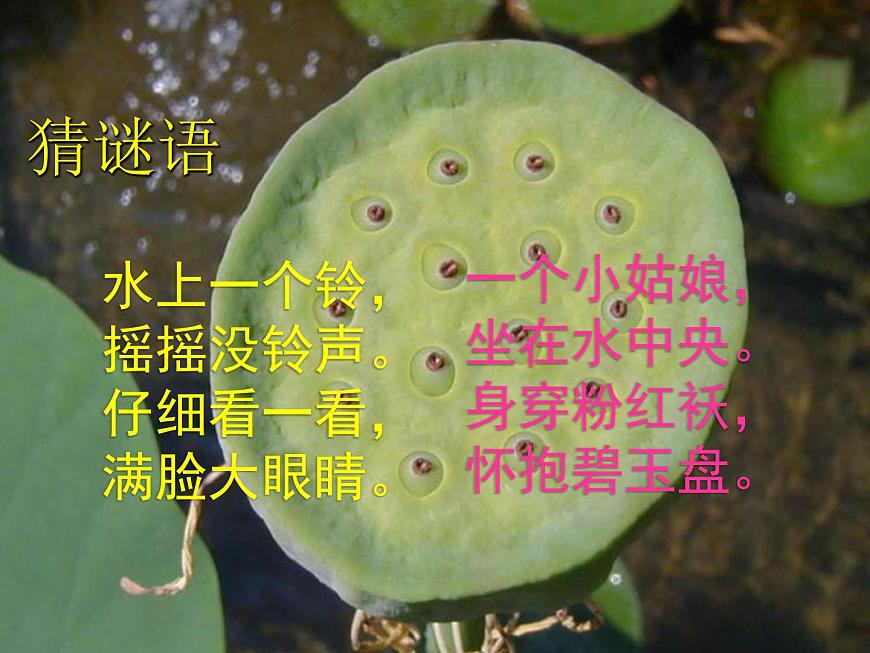 《池上》课件 语文统编版（2024）一年级下册第2页