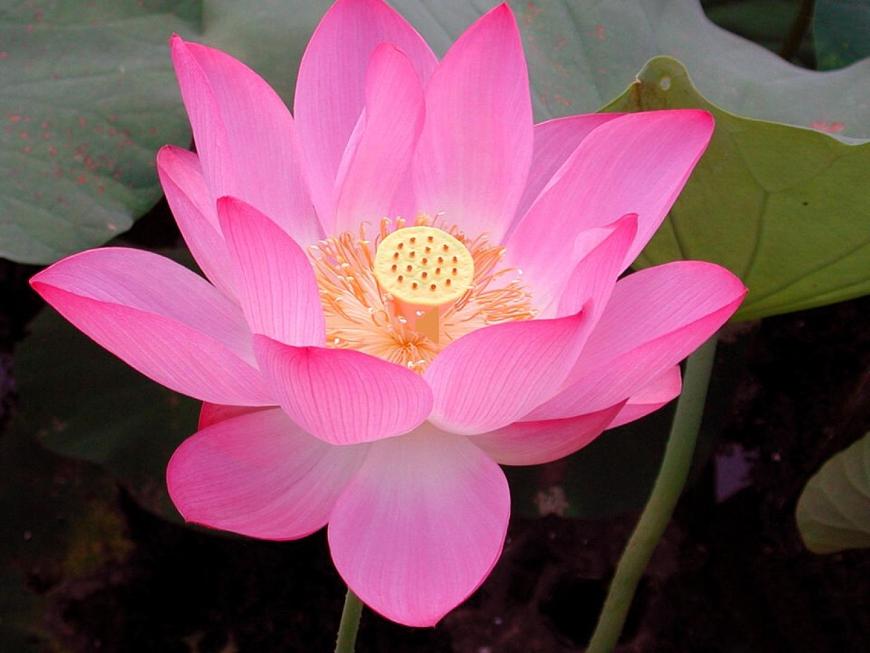 《池上》课件 语文统编版（2024）一年级下册第3页