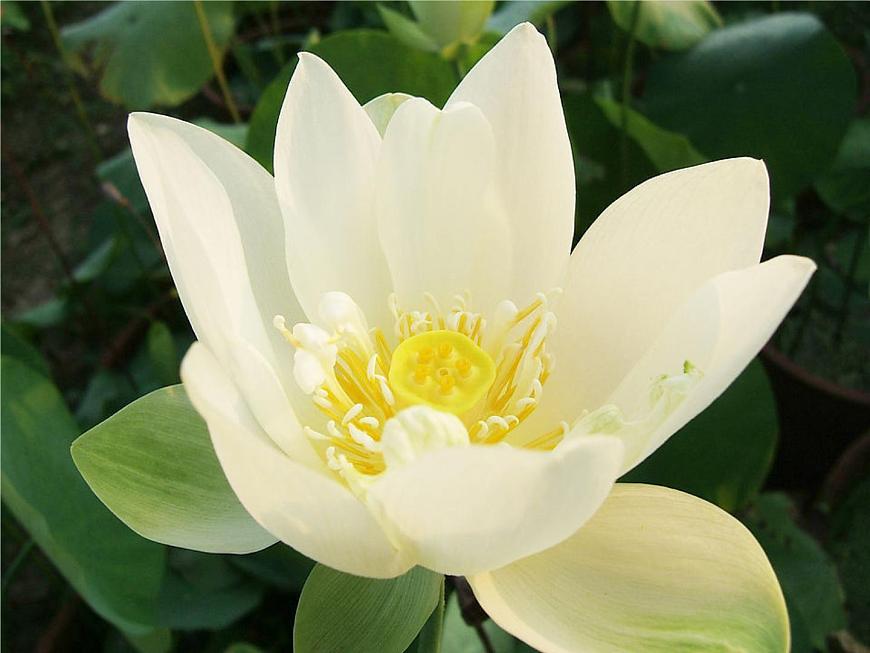 《池上》课件 语文统编版（2024）一年级下册第4页