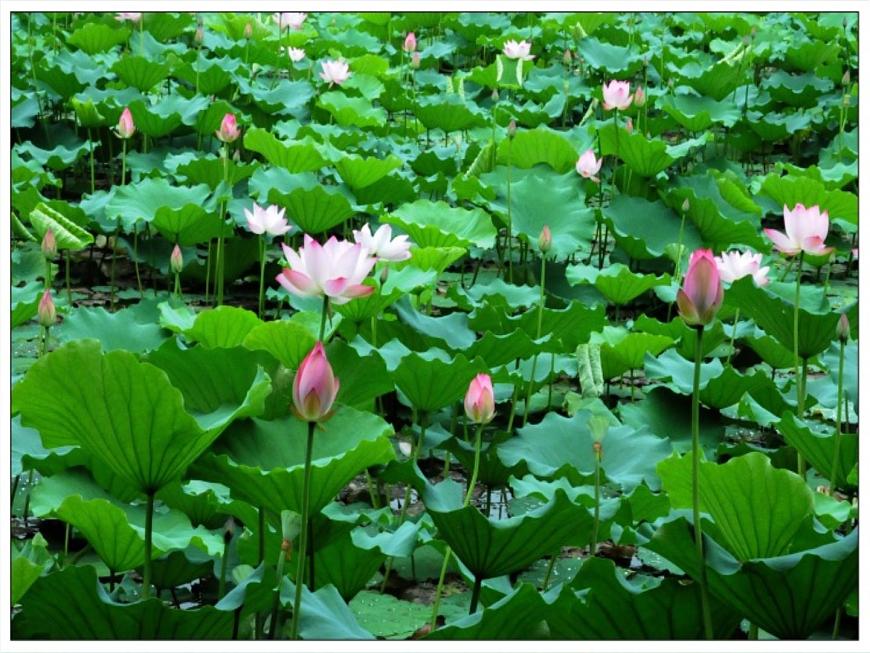 《池上》课件 语文统编版（2024）一年级下册第5页