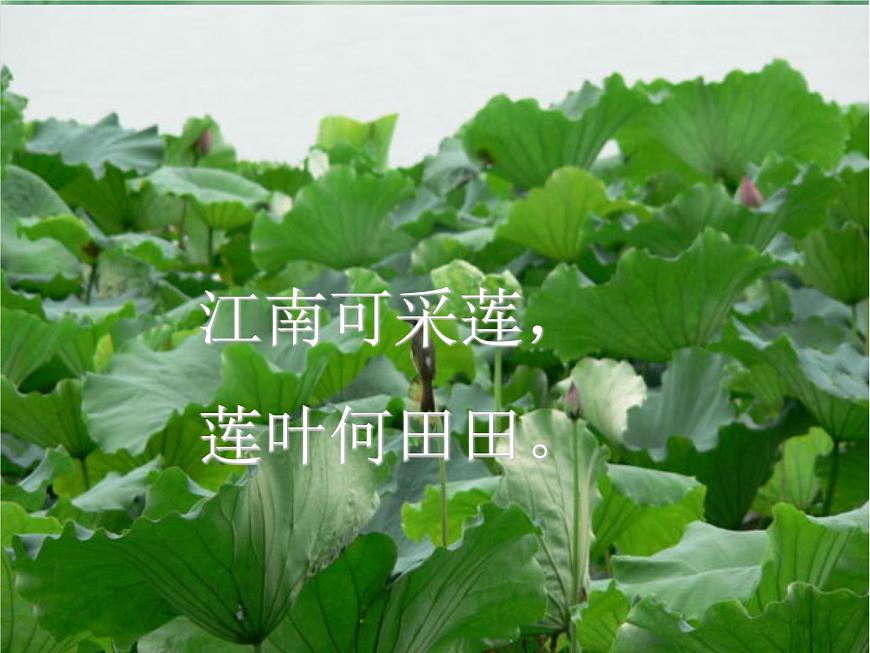 《池上》课件 语文统编版（2024）一年级下册第6页