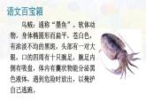 统编版三年级语文下册教学课件《海底世界》