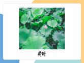 【新課標(biāo)】統(tǒng)編版（2024）語文一年級下冊  第六單元《荷葉圓圓》課件（第1課時）（含視頻）+教案+字體