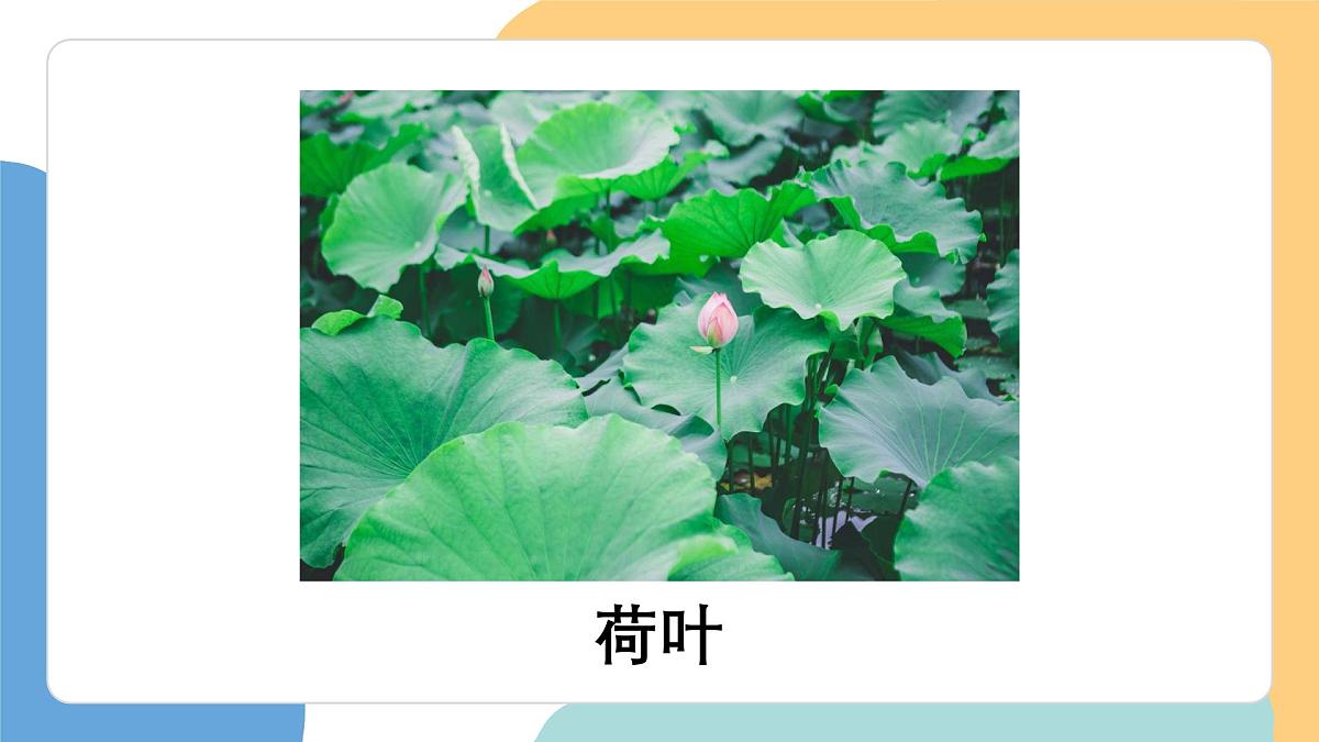 荷叶圆圆（第1课时）第5页