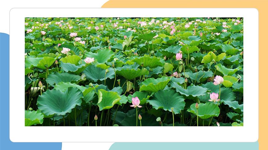 荷叶圆圆（第1课时）第6页