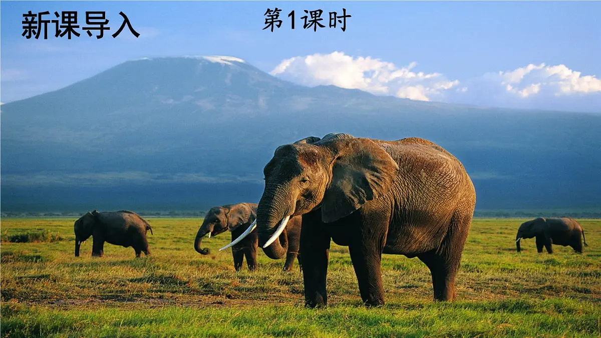 统编版二年级语文下册教学课件《大象的耳朵》第2页