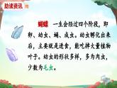 新统编版小学语文二下 课文6 22《小毛虫》课件（第一课时）