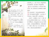 新统编版小学语文二下 课文6 22《小毛虫》学习任务群教学课件