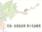 新统编版小学语文二下 课文6 22《小毛虫》新课标课件（第一课时）