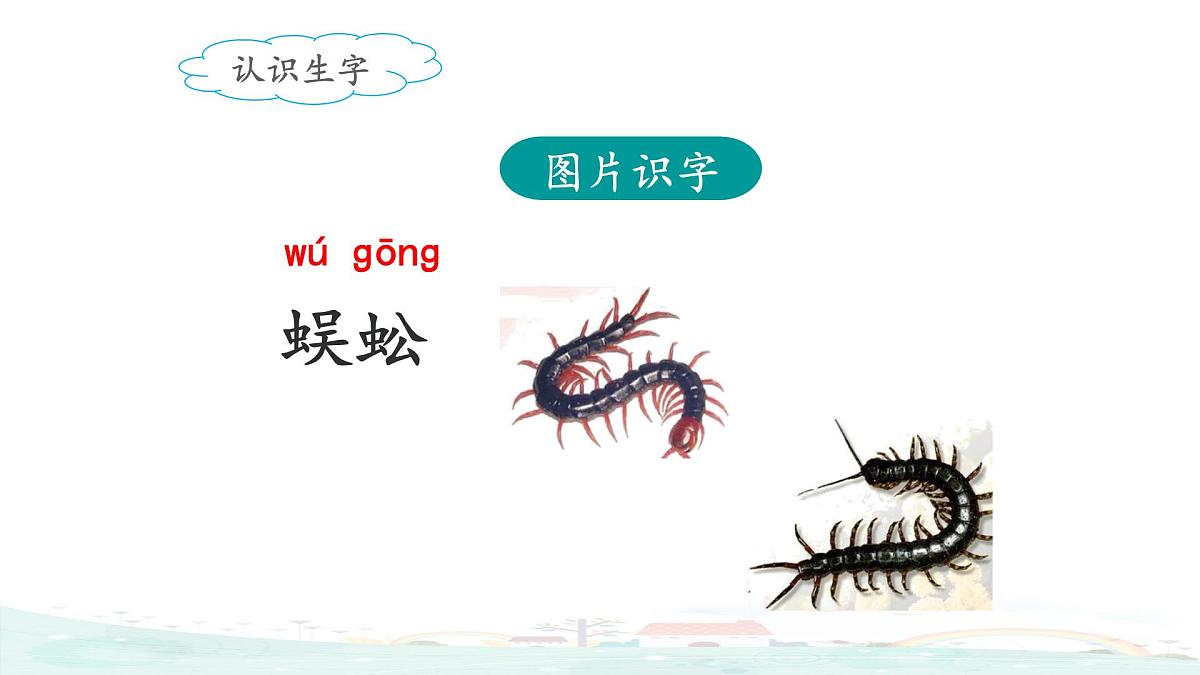 新统编版小学语文二下 课文6  20《蜘蛛开店》课件（第一课时）第5页