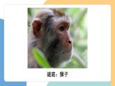 【新課標(biāo)】統(tǒng)編版（2024）語(yǔ)文一年級(jí)下冊(cè)  第七單元《小猴子下山》課件（第1課時(shí)）（含視頻）+教案+字體