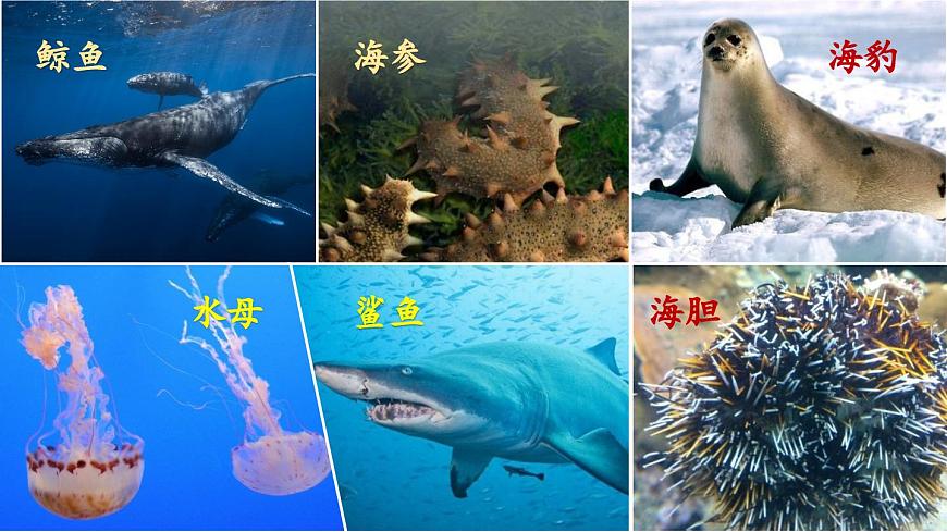新统编版小学语文六下 5-16《表里的生物》课件（第一课时）第3页