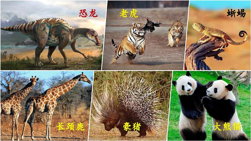 新统编版小学语文六下 5-16《表里的生物》课件（第一课时）第4页