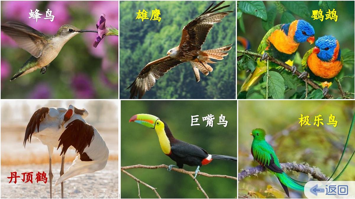 新统编版小学语文六下 5-16《表里的生物》课件（第一课时）第5页