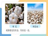 【新課標】統(tǒng)編版（2024）語文一年級下冊  第八單元《棉花姑娘》課件（第1課時）（含視頻）+教案+字體