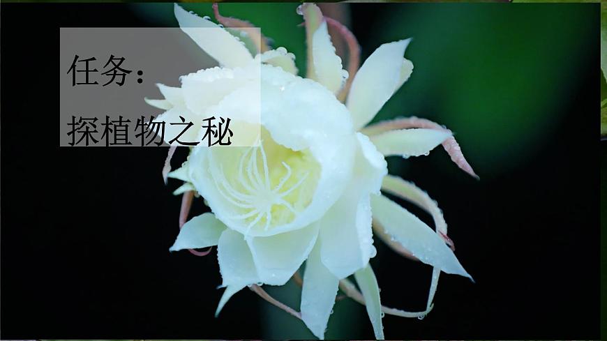 新统编版小学语文三下 4-13《花钟》新课标课件（第一课时）第5页