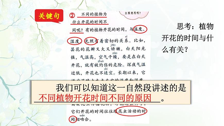 新统编版小学语文三下 4-13《花钟》课件（第二课时）第5页