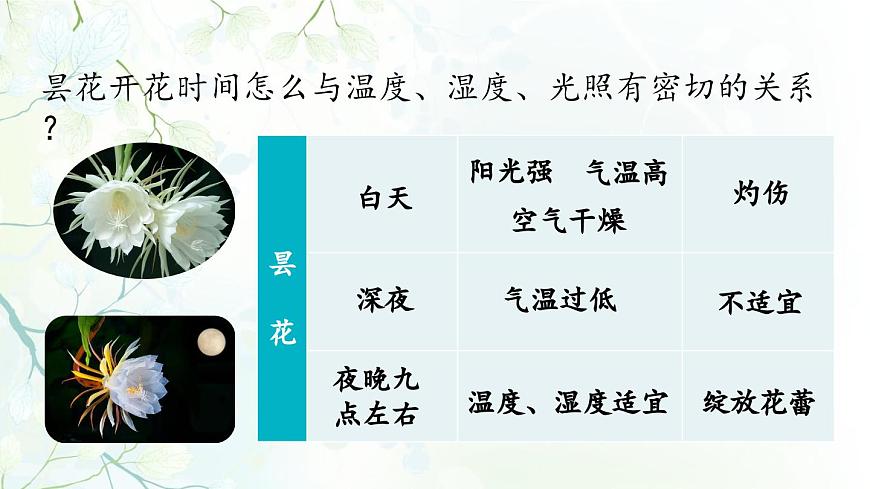 新统编版小学语文三下 4-13《花钟》课件（第二课时）第7页