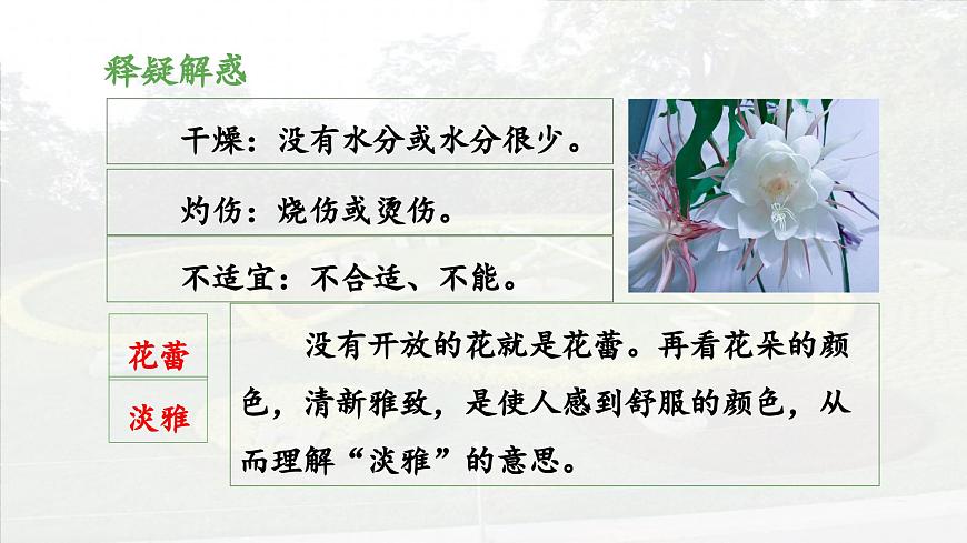 新统编版小学语文三下 4-13《花钟》 课件（第二课时）第7页