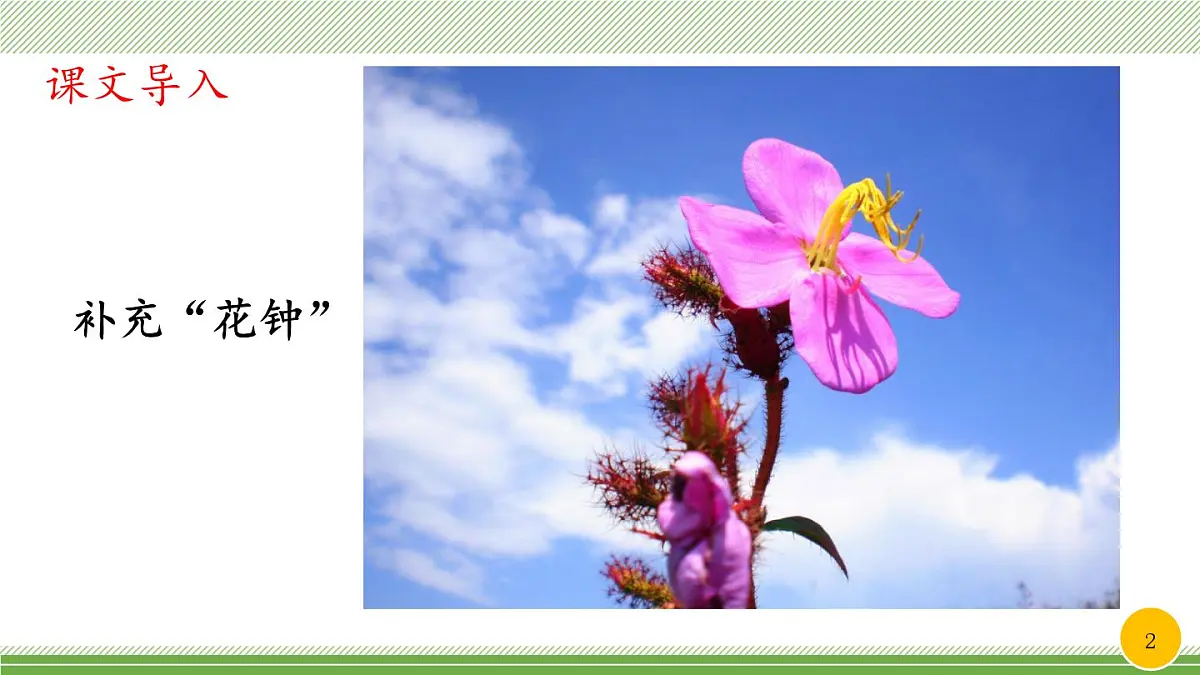 新统编版小学语文三下 4-13《花钟》教学课件（第二课时）第2页