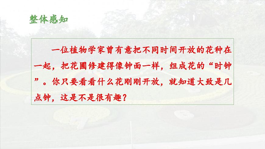 新统编版小学语文三下 4-13《花钟》 课件（第一课时）第7页