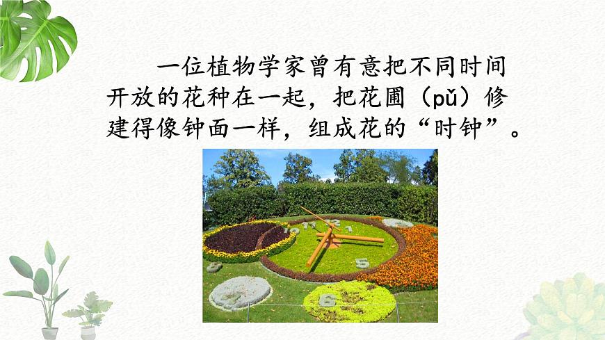 新统编版小学语文三下 4-13《花钟》课件第8页