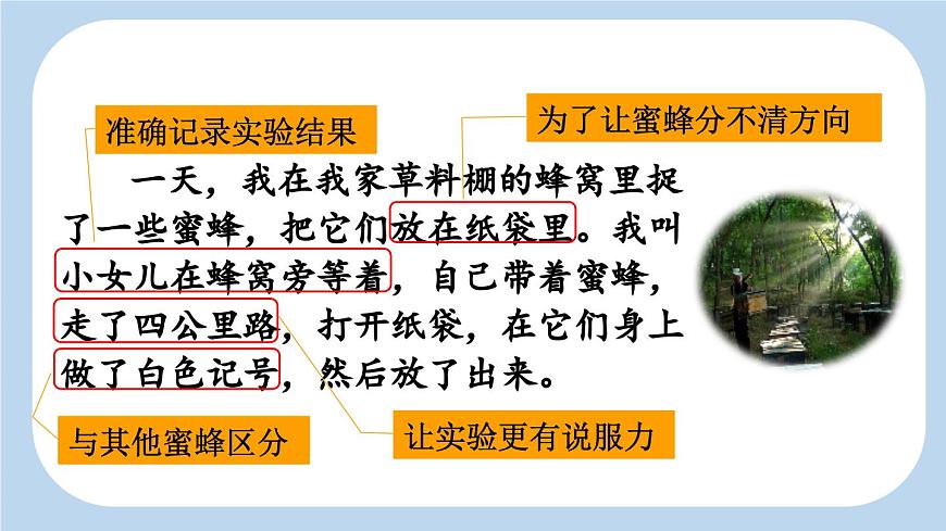新统编版小学语文三下 4-14《蜜蜂》新课标课件（第二课时）第7页