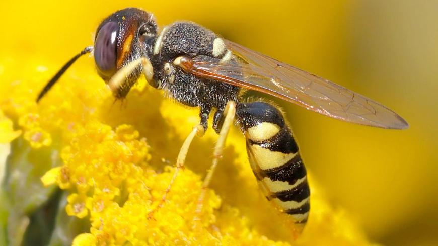 新统编版小学语文三下 4-14《蜜蜂》课件（第一课时）第2页