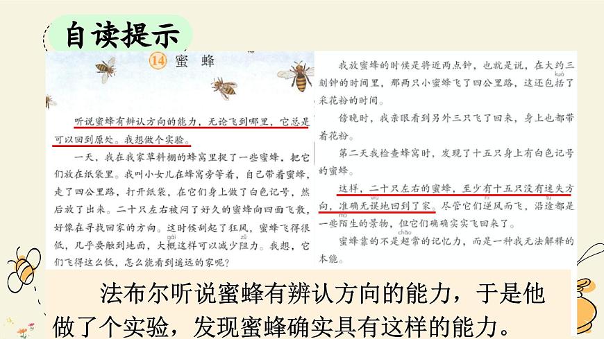新统编版小学语文三下 4-14《蜜蜂》课件（第一课时）第8页