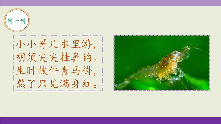 新统编版小学语文三下 4-15《小虾》课件第1页