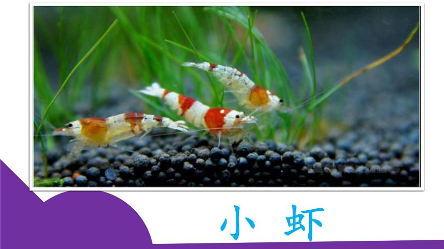 新统编版小学语文三下 4-15《小虾》课件第2页
