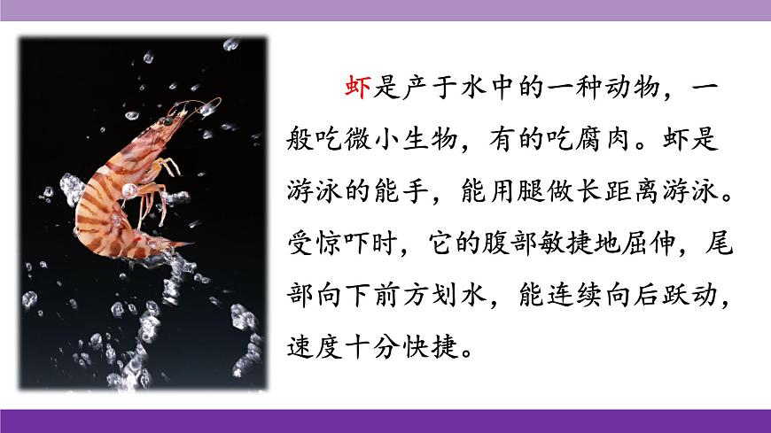 新统编版小学语文三下 4-15《小虾》课件第3页