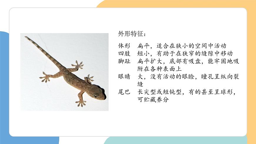 小壁虎借尾巴（第1课时）第5页