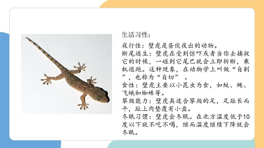 小壁虎借尾巴（第1课时）第6页