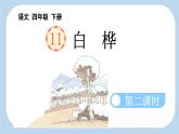 新统编版小学语文四下 3-11《白桦》新课标课件（第二课时）