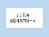 新统编版小学语文四下 4-14《母鸡》新课标课件（第二课时）