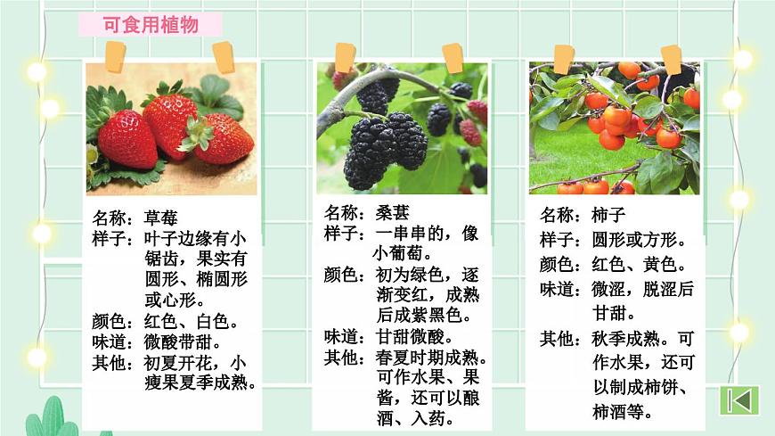 统编版三年级语文下册课件第一单元《习作：我的植物朋友》第7页