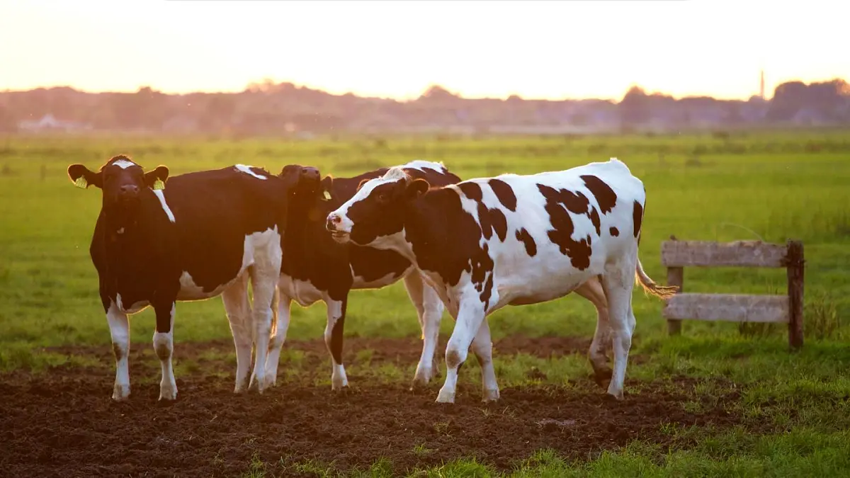 新统编版小学语文五下 7-19《牧场之国》教学课件（第一课时）第1页