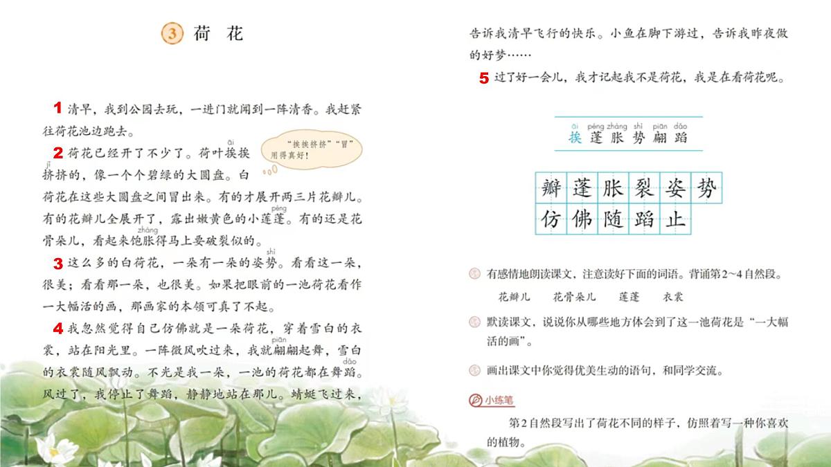 3.荷花 课件 2024-2025学年部编版语文三年级下册第5页