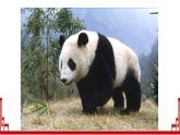 新统编版小学语文三下 第七单元《习作：国宝大熊猫》课件