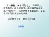《白桦》课件 部编版语文四年级下册