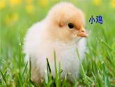 《小公鸡和小鸭子》课件部编版语文一年级下册