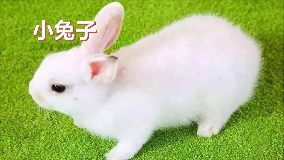 习作：我的动物朋友 课件 部编版语文四年级下册第6页